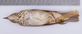 Media type: image;   Ornithology 209097